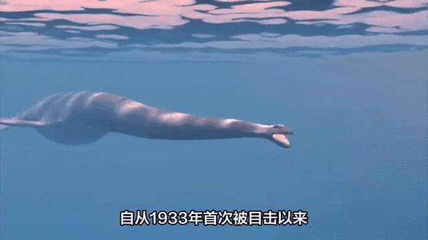 尼斯湖水怪是真的吗？百年未解之谜，真相究竟如何？