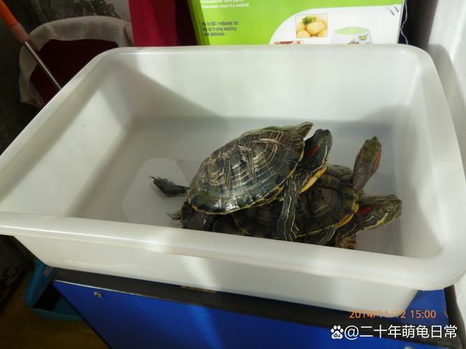养巴西龟需要注意什么？避免误区，让你的巴西龟健康成长