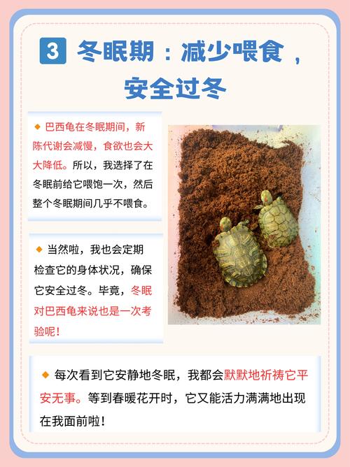 巴西龟喂养全攻略：食物选择和喂养技巧详解