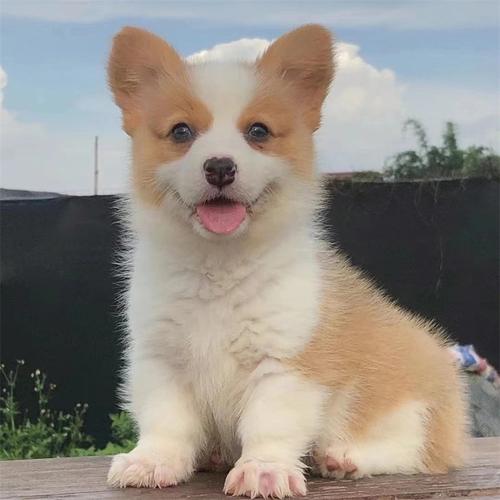 想买威尔士柯基犬？价格范围及影响因素