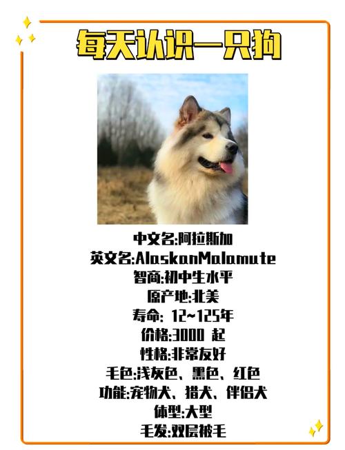 养阿拉斯加犬之前必看：阿拉斯加犬的体型和生长规律