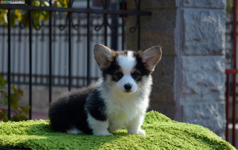 想买威尔士柯基犬？价格范围及影响因素