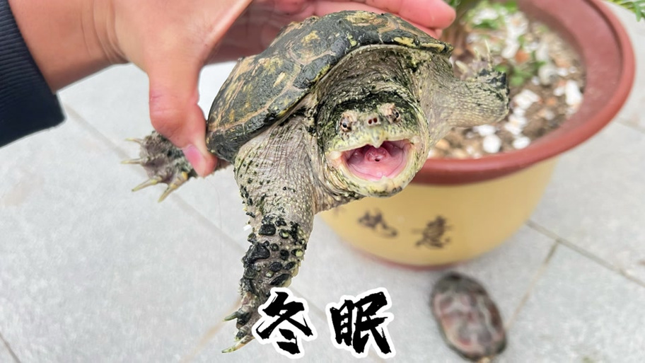 巴西龟冬眠时间：详解巴西龟几月份开始冬眠？