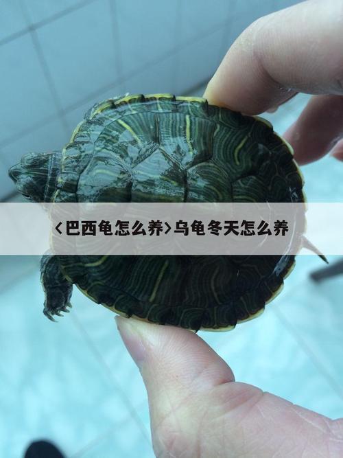 巴西龟真的不能养吗？看看专家怎么说！
