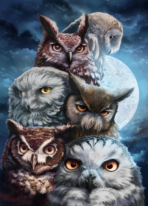 呆萌猫头鹰能当宠物吗？答案可能会让你失望！