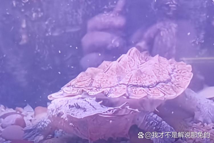 玛塔龟难养吗？揭秘它无人问津的背后真相！