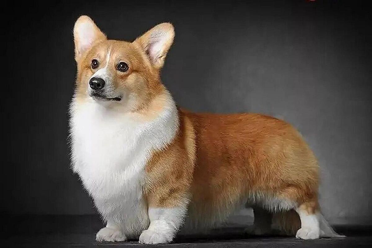 想买威尔士柯基犬？价格范围及影响因素