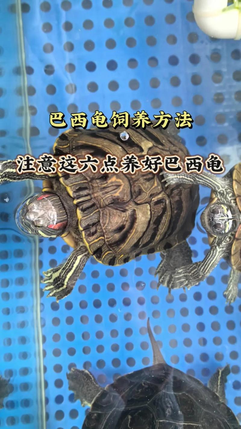 巴西龟喂养全攻略：食物选择和喂养技巧详解