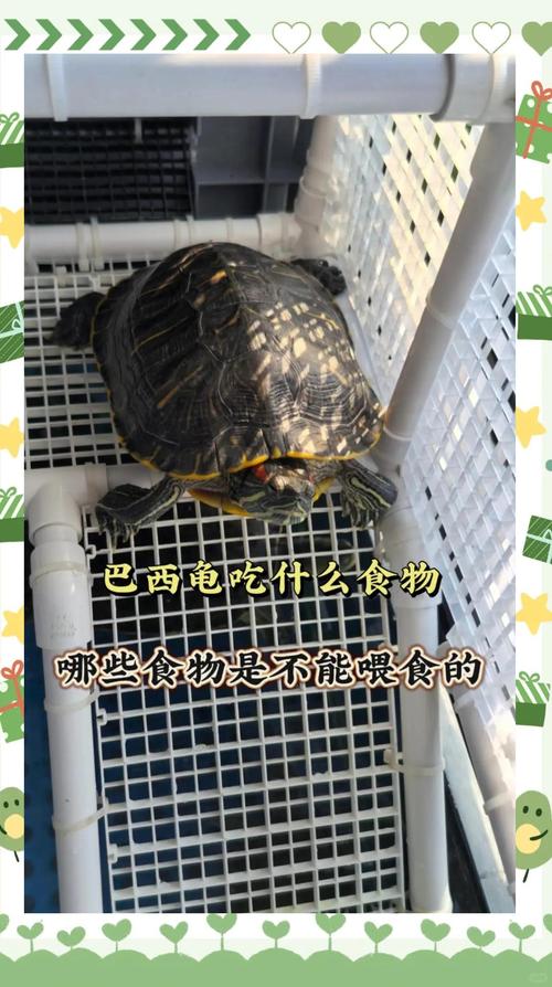 巴西龟喂养全攻略：食物选择和喂养技巧详解