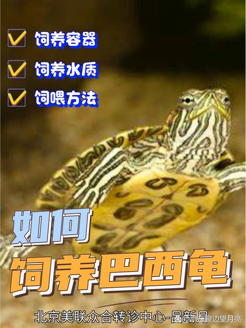 养巴西龟需要注意什么？避免误区，让你的巴西龟健康成长