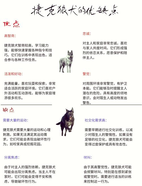 捷克狼犬价格是多少？影响价格的几个关键因素