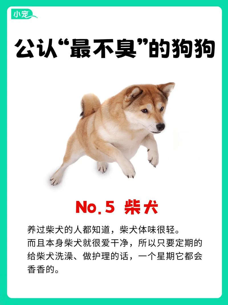 不建议养的10种狗：它们真的不适合你？