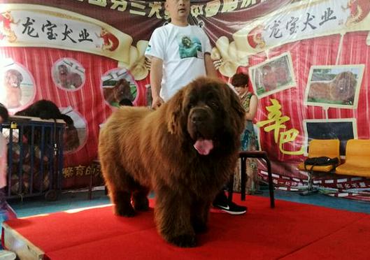 一只纽芬兰犬到底要多少钱？品种血统影响价格