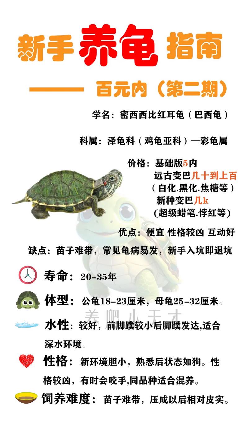 养巴西龟需要注意什么？避免误区，让你的巴西龟健康成长