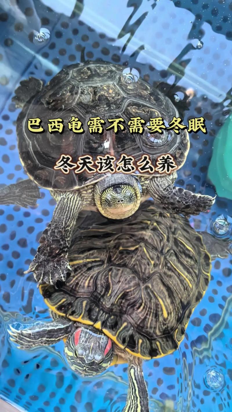 养巴西龟需要注意什么？避免误区，让你的巴西龟健康成长