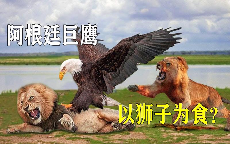 灭绝的阿根廷巨鹰：它是如何消失在历史长河中的？