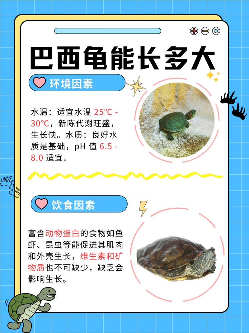 巴西龟吃什么长得快？快速养成大巴西龟的秘诀