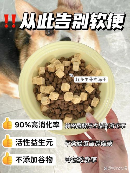威尔士柯基犬吃什么？详解柯基犬饮食指南，助你养出健康柯基