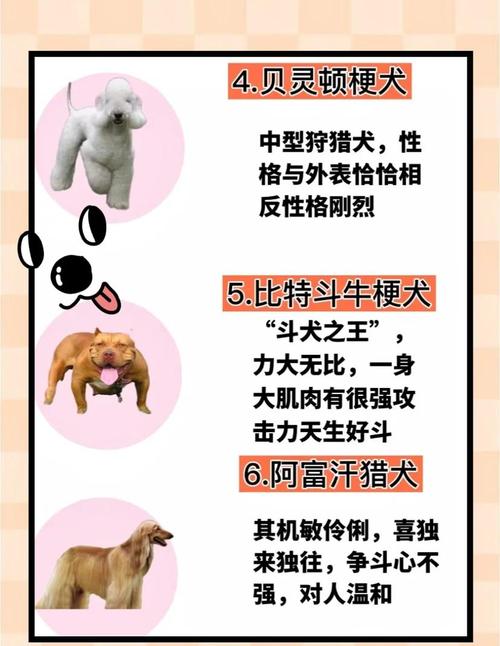 不建议养的10种狗：它们真的不适合你？