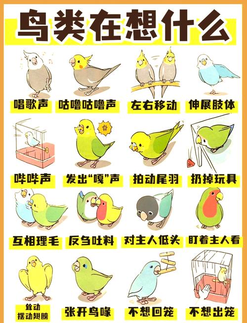 傻傻分不清路加鸟？教你正确读音和含义！