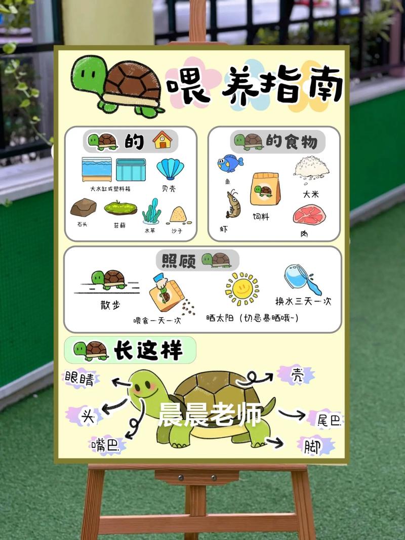 巴西龟喂养指南：吃什么长得快又健康？