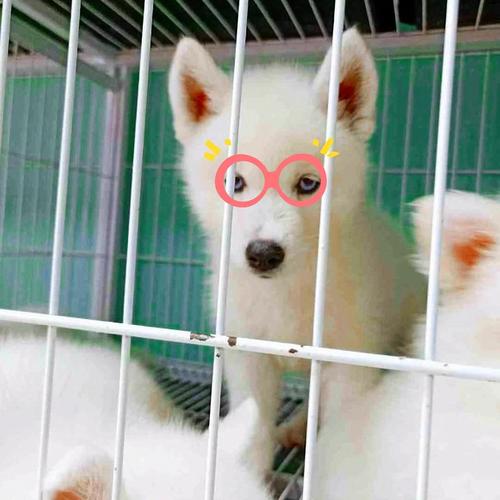想养那不勒斯獒犬？先了解它的优缺点和饲养要点