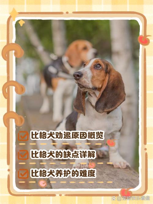 不建议养的10种狗：它们真的不适合你？