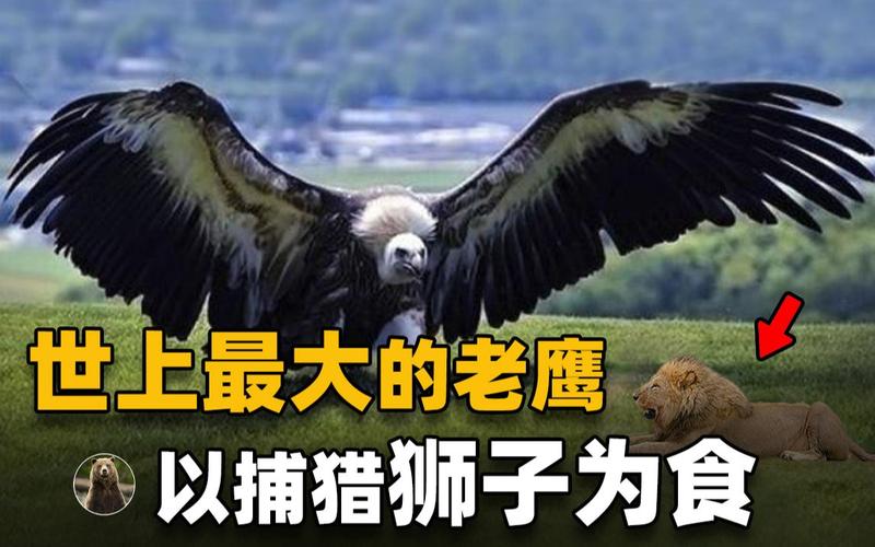 灭绝的阿根廷巨鹰：它是如何消失在历史长河中的？