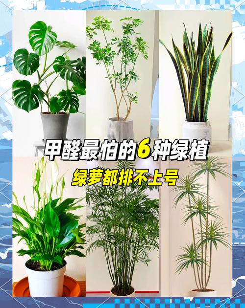 家里甲醛超标？这些绿植帮你快速吸甲醛！