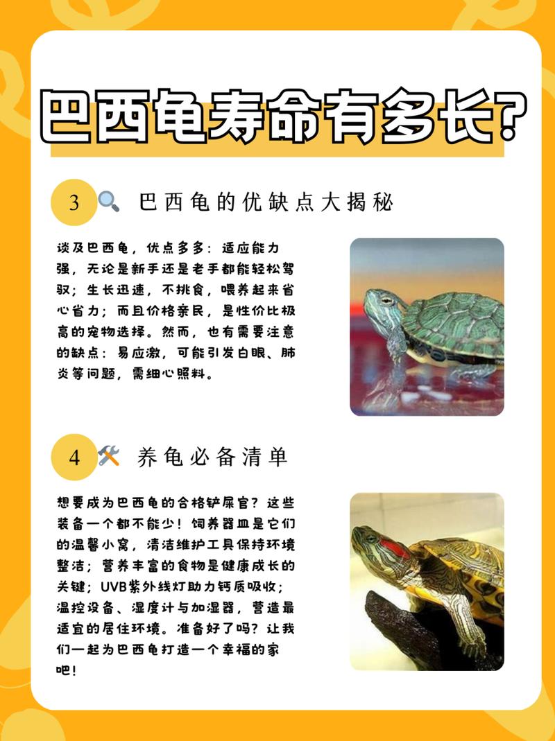 巴西龟喂养指南：吃什么长得快又健康？