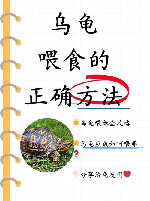 巴西龟喂养指南：吃什么长得快又健康？