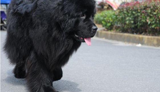 一只纽芬兰犬到底要多少钱？品种血统影响价格
