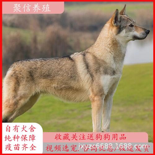 捷克狼犬价格是多少？影响价格的几个关键因素