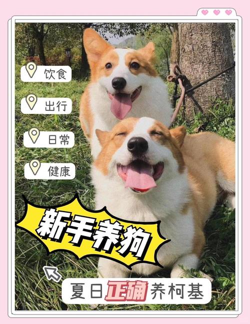 威尔士柯基犬吃什么？详解柯基犬饮食指南，助你养出健康柯基
