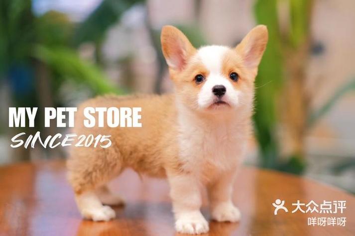 想买威尔士柯基犬？价格范围及影响因素