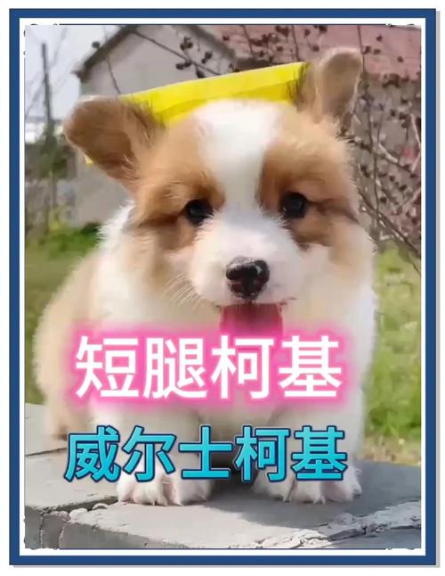 想买威尔士柯基犬？价格范围及影响因素
