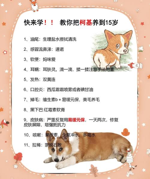 威尔士柯基犬吃什么？详解柯基犬饮食指南，助你养出健康柯基
