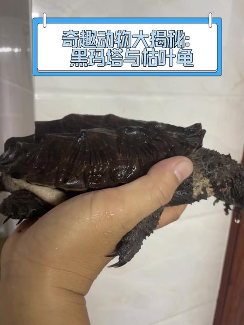 玛塔龟难养吗？揭秘它无人问津的背后真相！