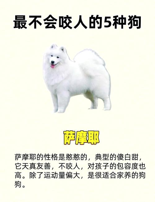 不建议养的10种狗：它们真的不适合你？