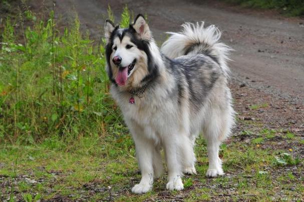 养阿拉斯加犬之前必看：阿拉斯加犬的体型和生长规律