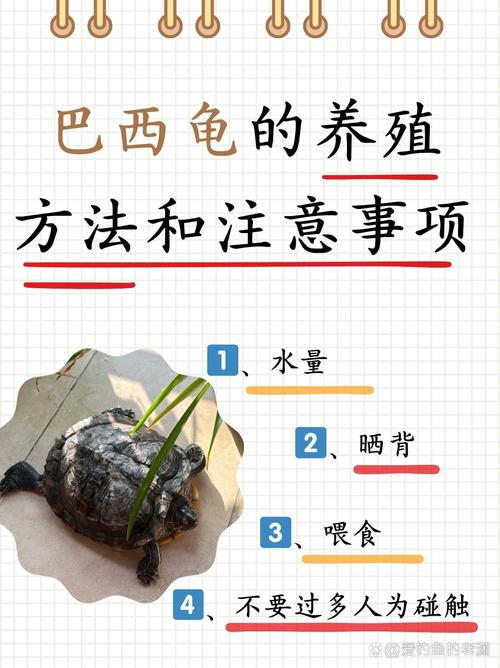 巴西龟吃什么长得快？快速养成大巴西龟的秘诀