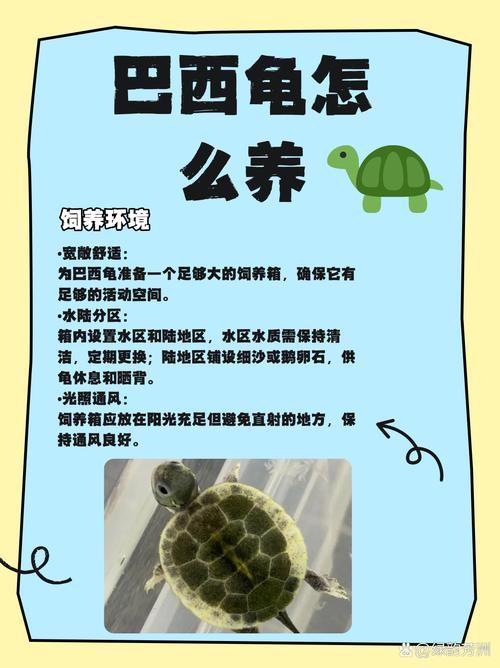 养巴西龟需要注意什么？避免误区，让你的巴西龟健康成长