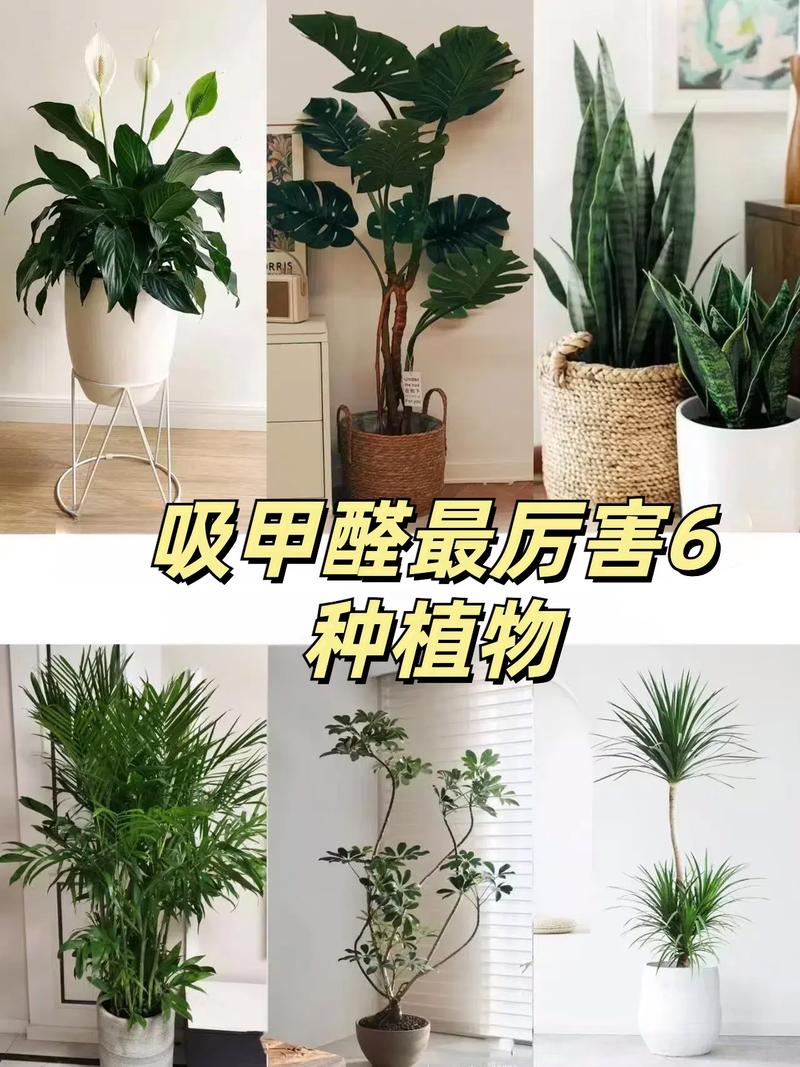 家里甲醛超标？这些绿植帮你快速吸甲醛！