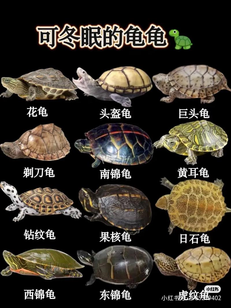 巴西龟冬眠时间：详解巴西龟几月份开始冬眠？