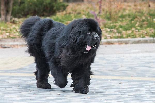 一只纽芬兰犬到底要多少钱？品种血统影响价格