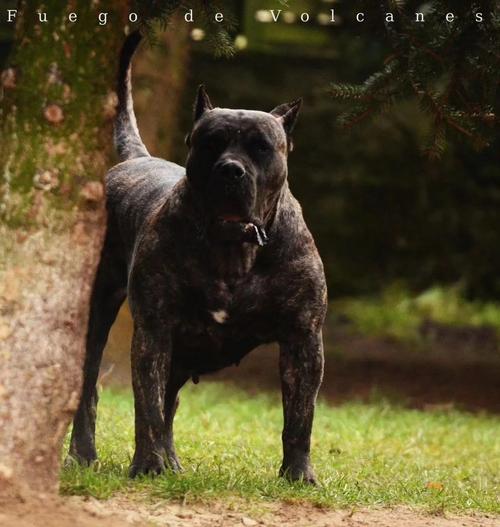 加纳利犬如何管理？安全掌控猛犬的必备知识