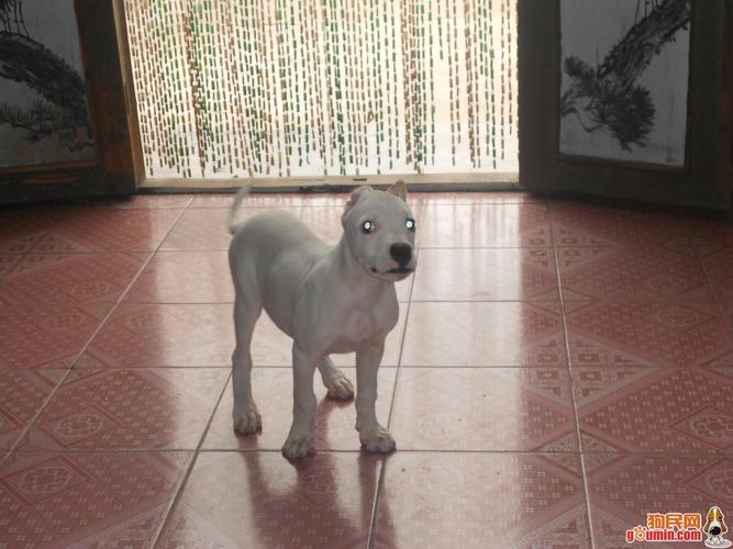 阿根廷杜高犬多少钱一只？价格影响因素详解