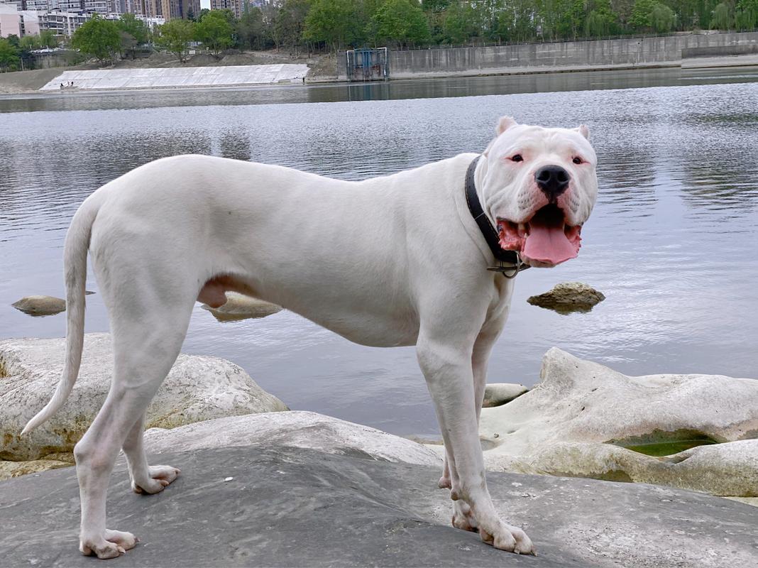 阿根廷杜高犬多少钱一只？价格影响因素详解