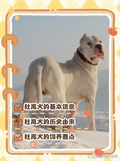 阿根廷杜高犬多少钱一只？价格影响因素详解