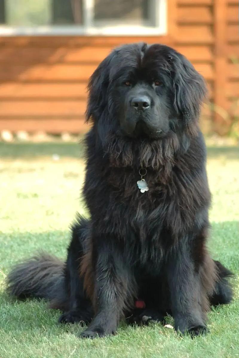 想养纽芬兰犬？先看看中国各地禁养规定！